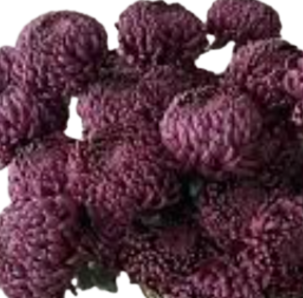 Хризантема краш. однг мамс пиони темно-пурпурная