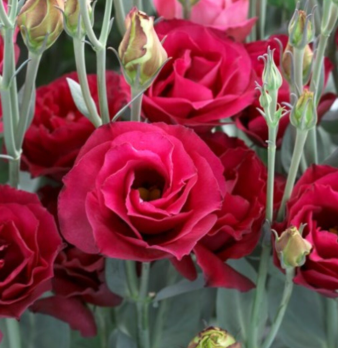 Лизиантус махровый крома красный