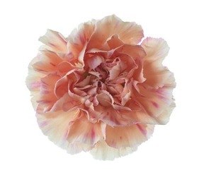 Carnation happy hoshi