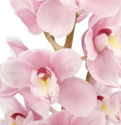 Cymbidium candy girl