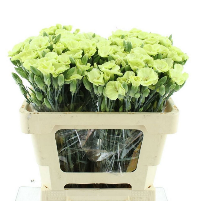 Гвоздика куст симпли верде