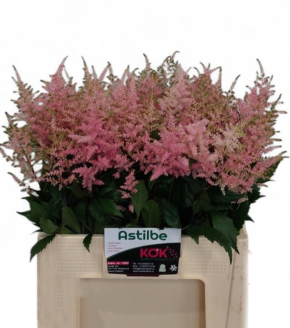 Астильба европа ред в Москве