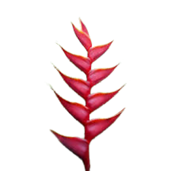 Геликония ричмонд ред в Москве