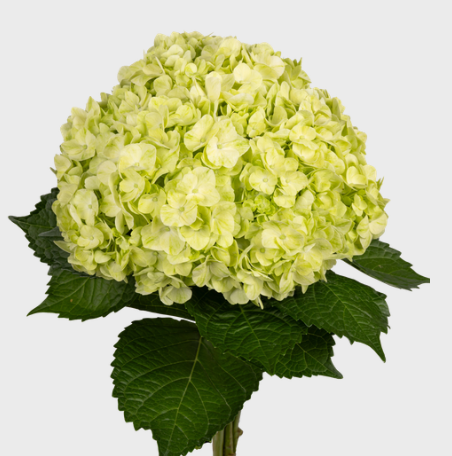 Hydrangea premium lemon