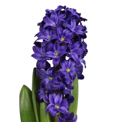 Гиацинт дефкон дарк