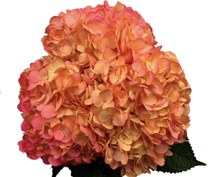 Hydrangea tinted jumbo tropical sunset
