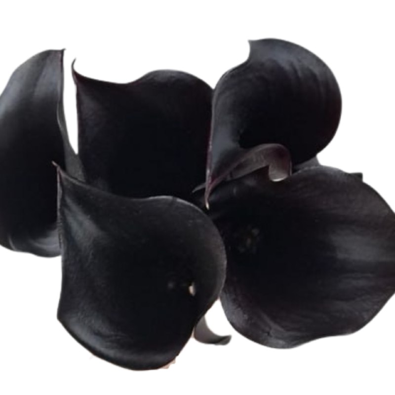 Zantedeschia arabian night