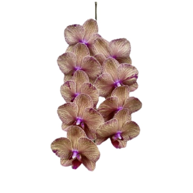 Phalaenopsis yellow with stripe medium