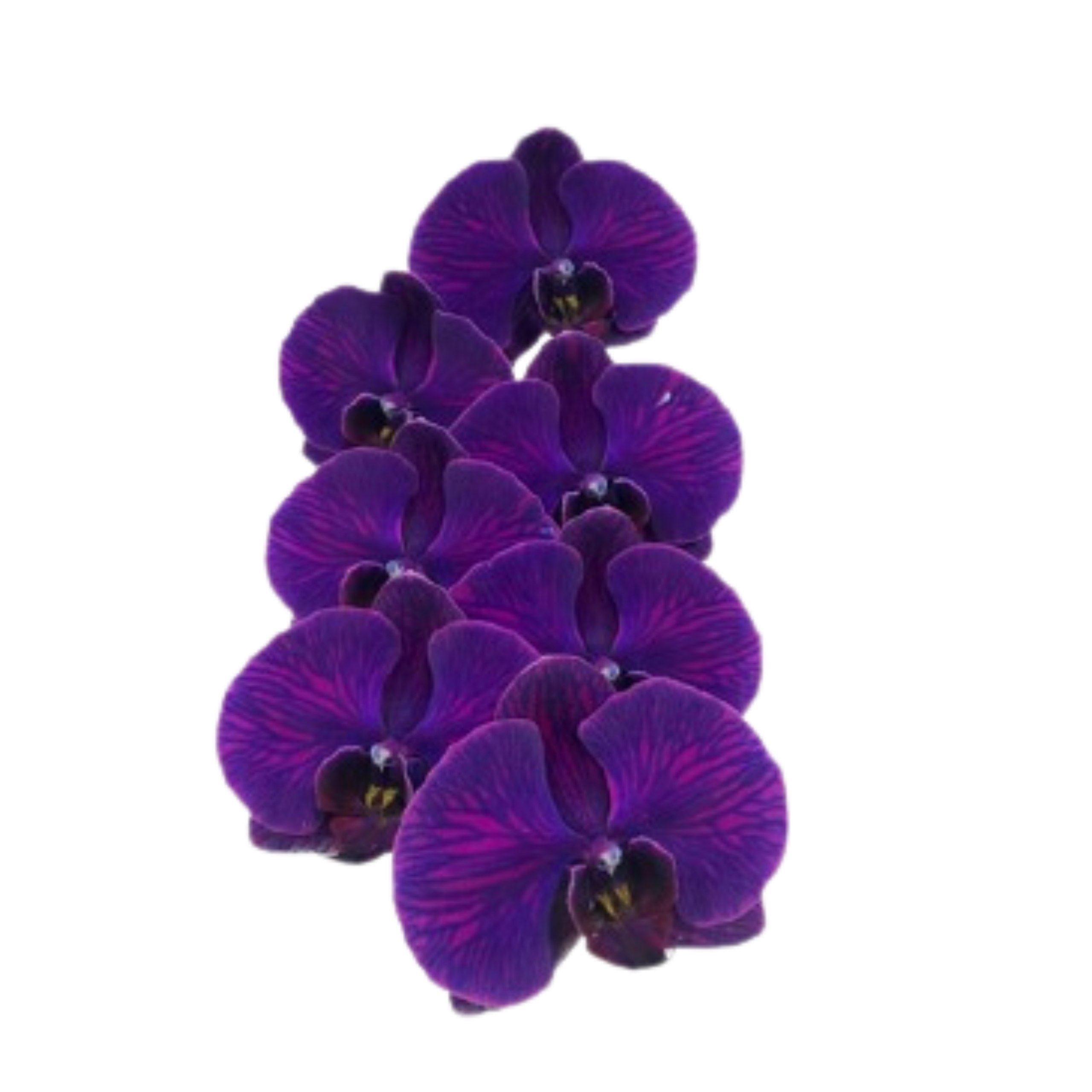 Phalaenopsis tinted royal-blue purple
