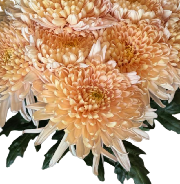 Chrysanthemum cremon dorothy