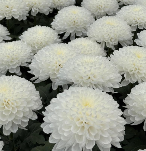 Chrysanthemum spider mum frontera