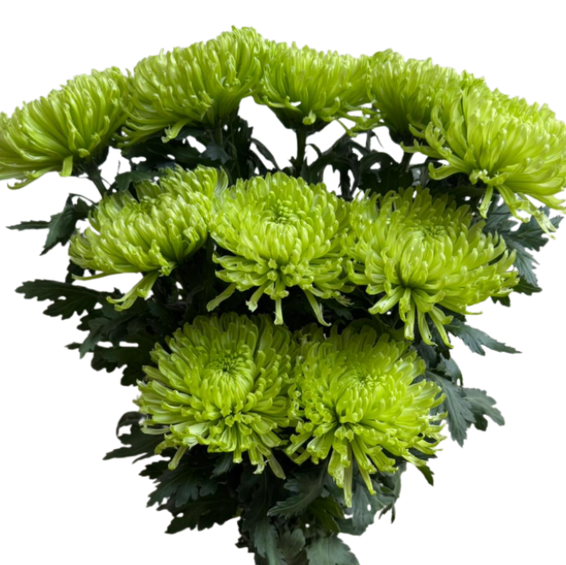 Chrysanthemum spider mum green
