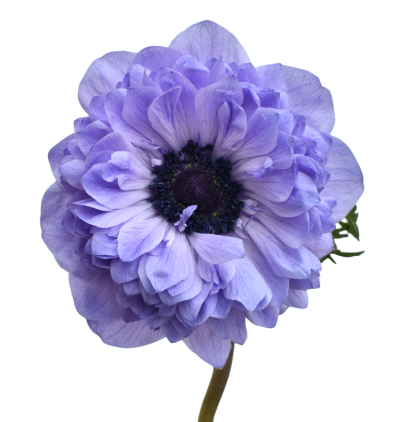 Anemone levante azzurro
