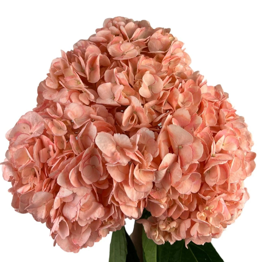 Hydrangea tinted premium bright peach
