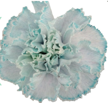 Carnation tinted cct-003