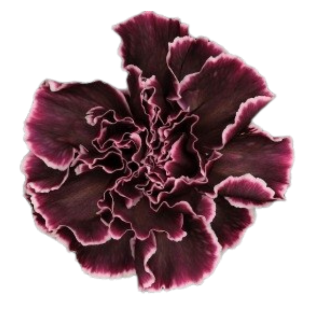 Carnation tinted gothic