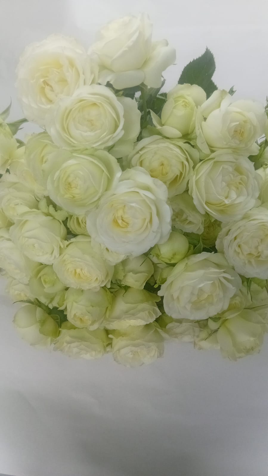 Rose spray muthoni