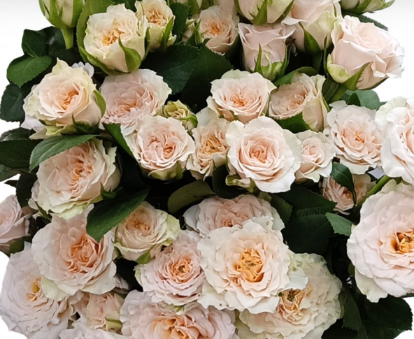 Rose spray bridal rosever