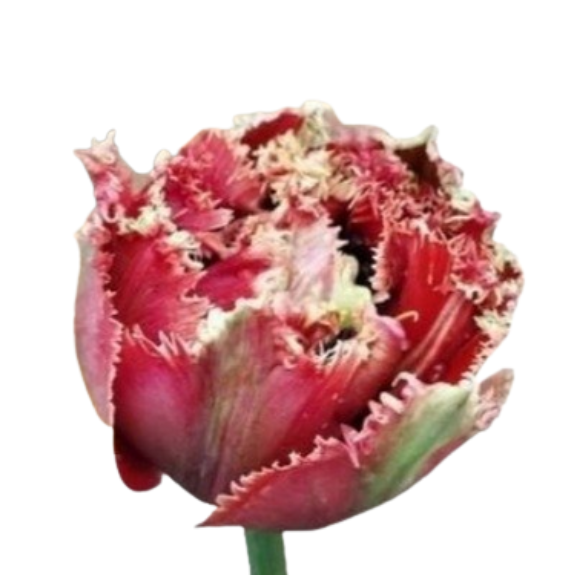 Tulip fringed via appia