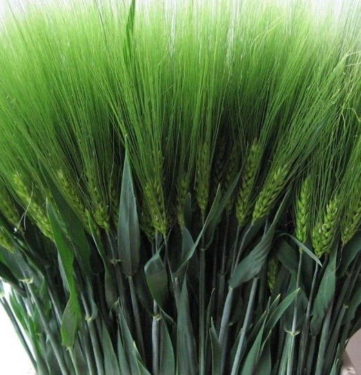 Triticum aestivum