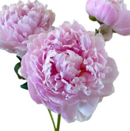 Paeonia spray sarah bernhardt