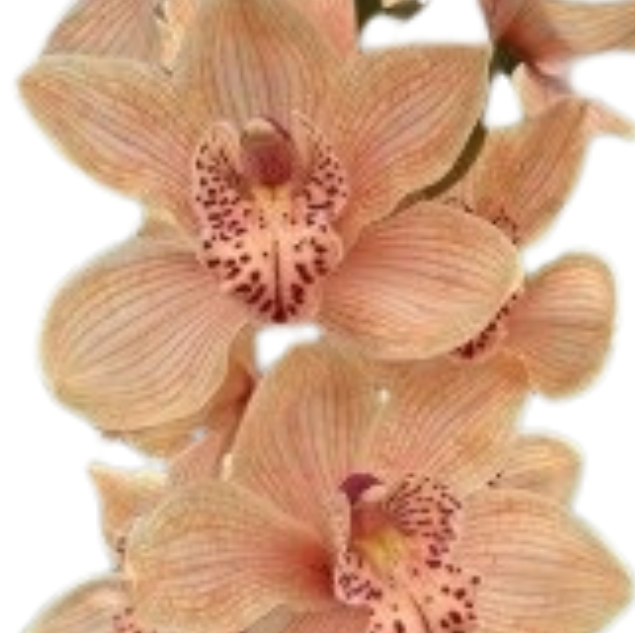 Cymbidium tinted peach