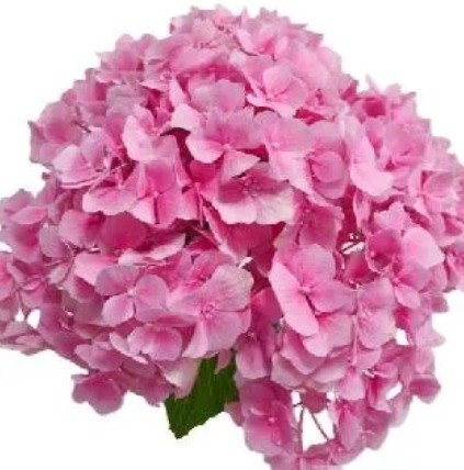 Hydrangea sea pink