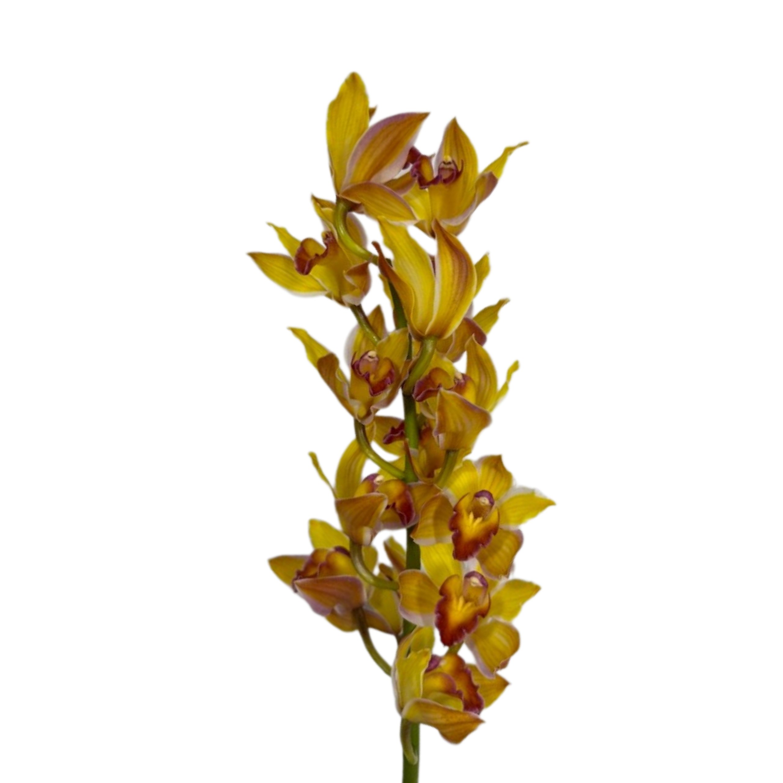 Cymbidium tinted mustard