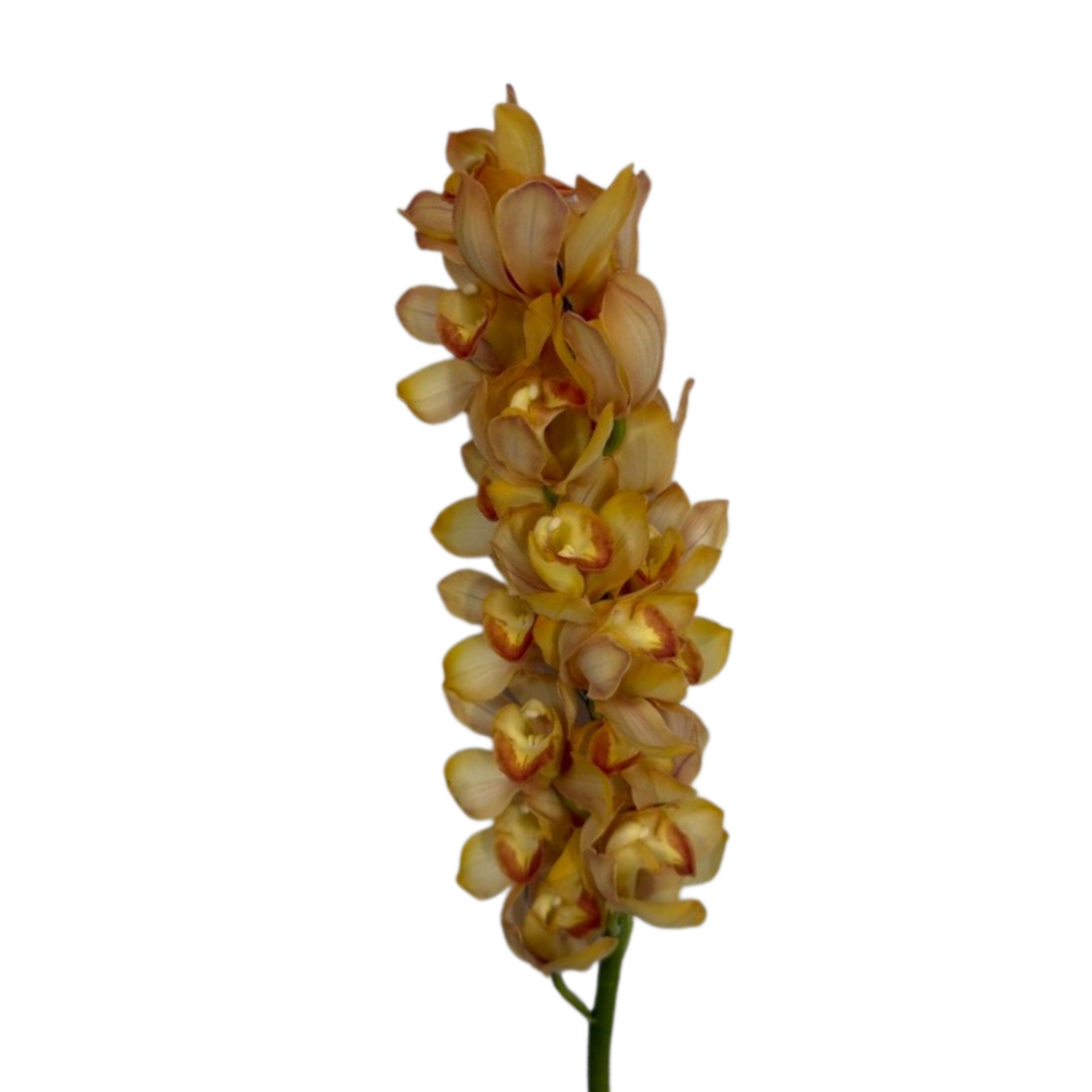 Cymbidium milk tea