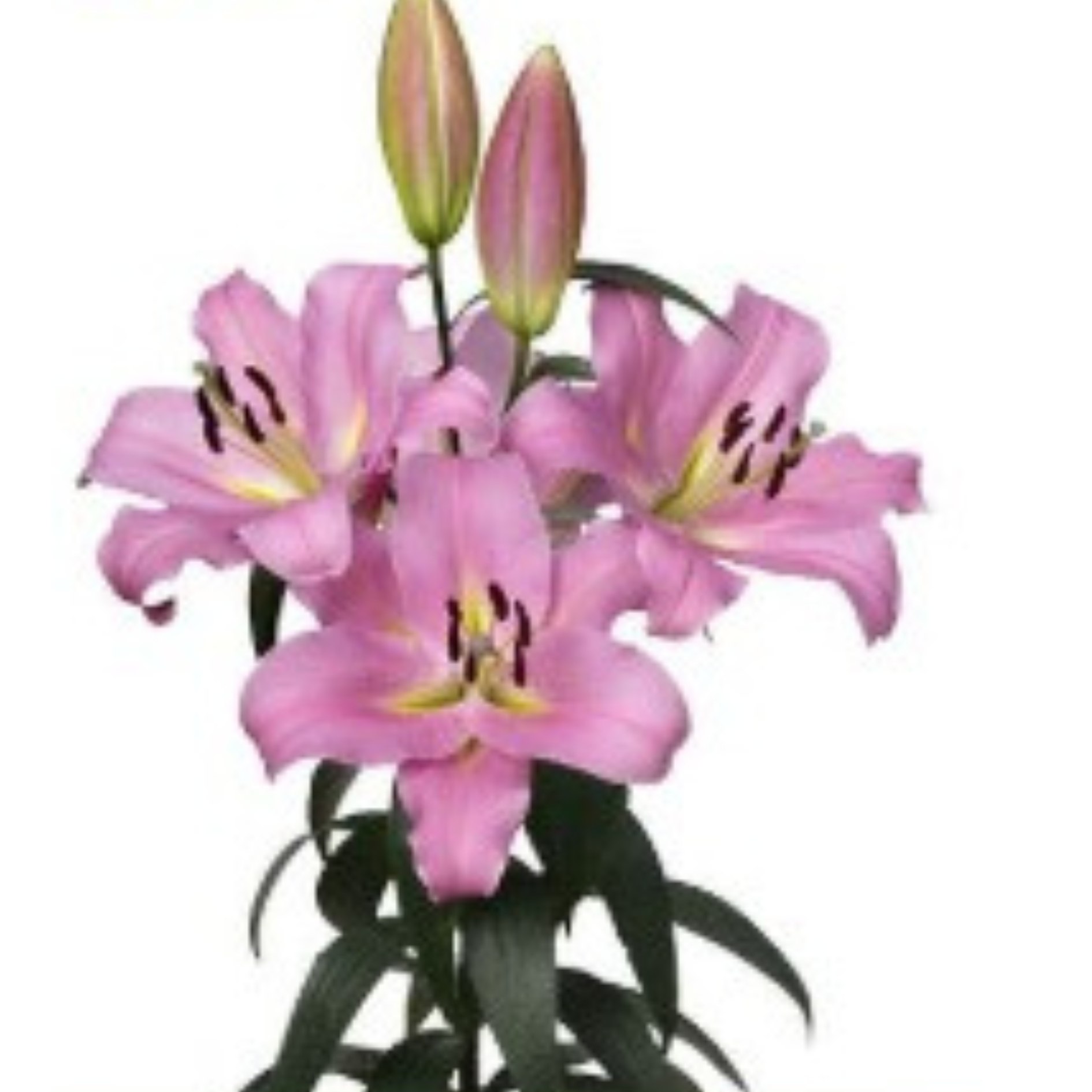 Lilium ot hybrid gracefull