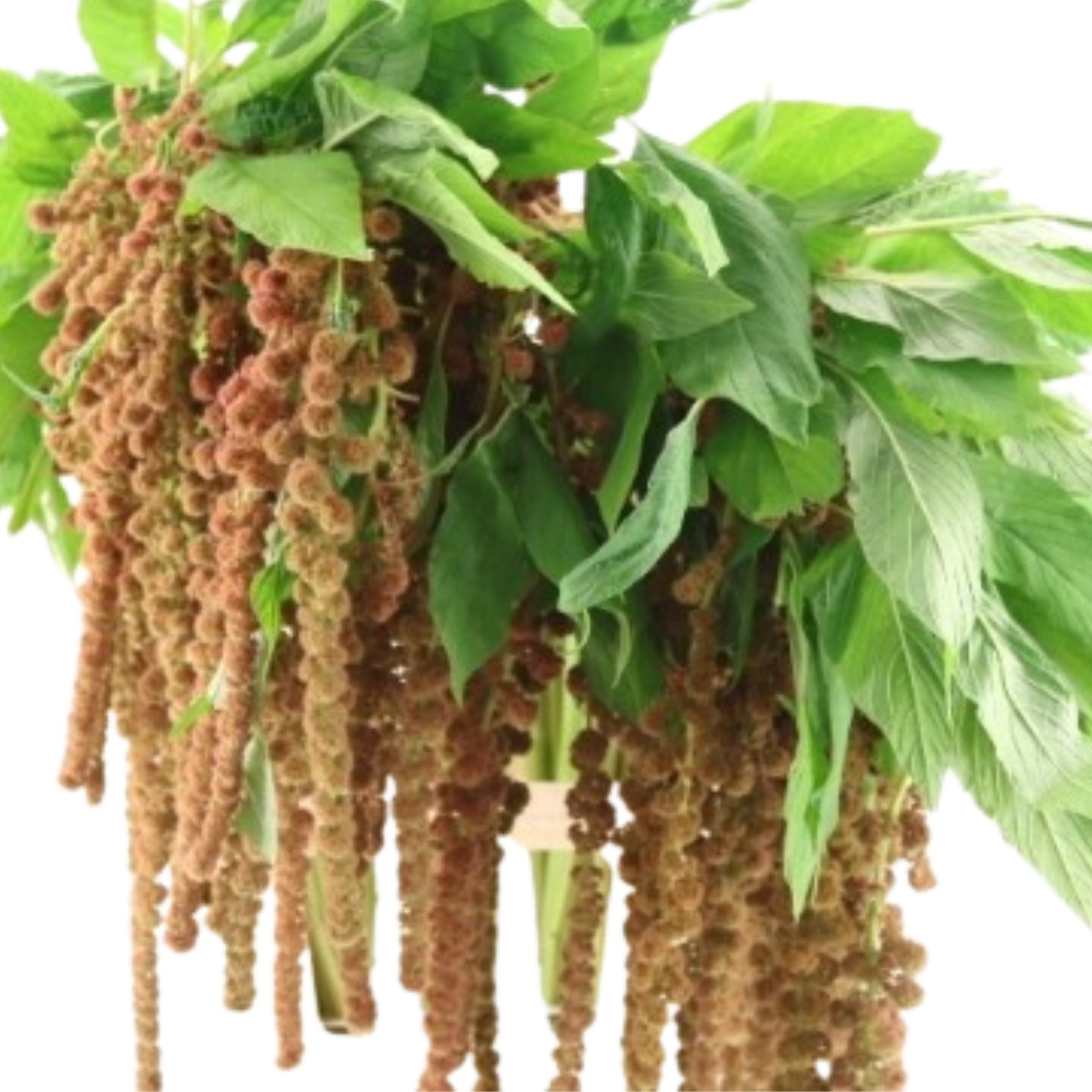 Amaranthus dick w manon