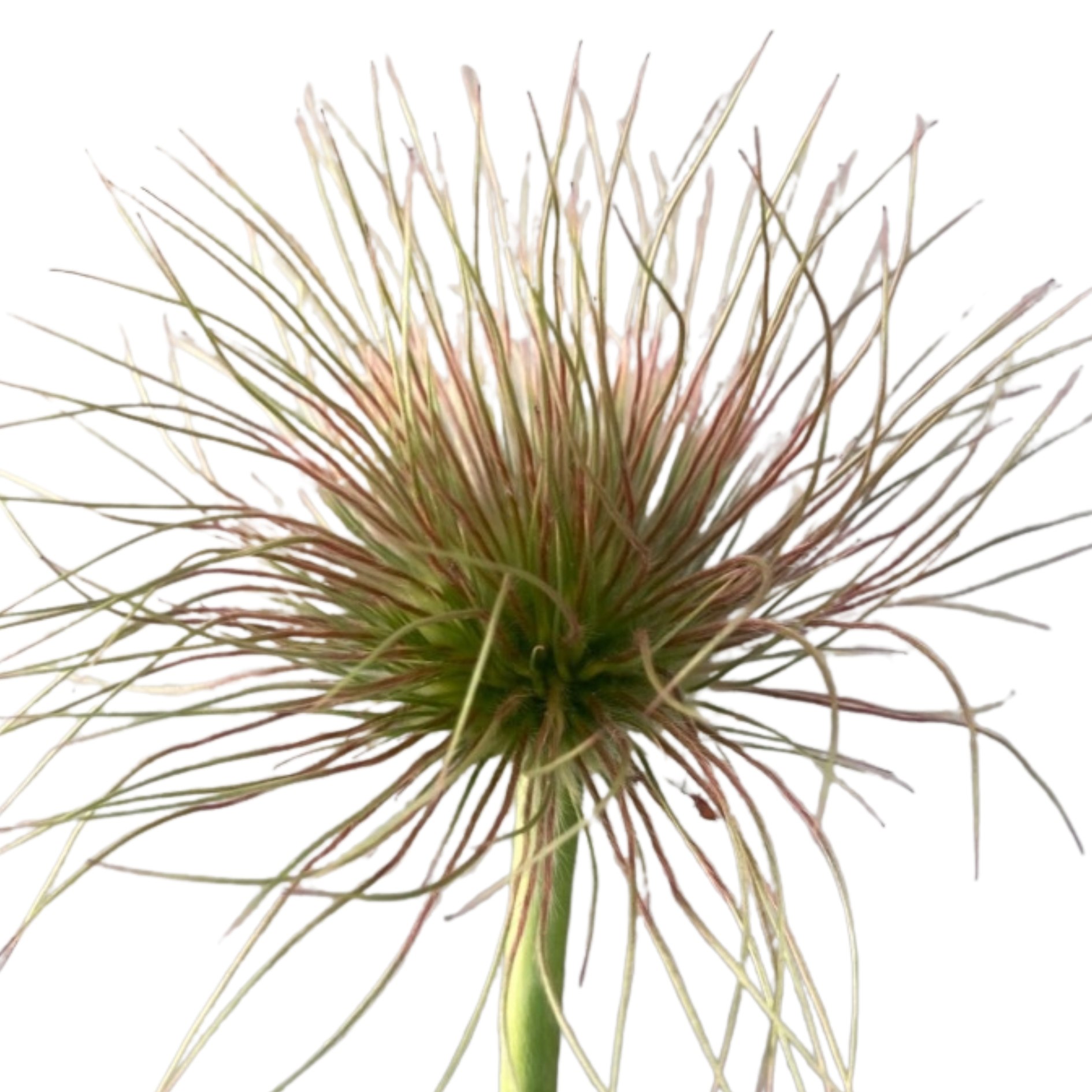 Pulsatilla vulgaris (seet fluff) purple