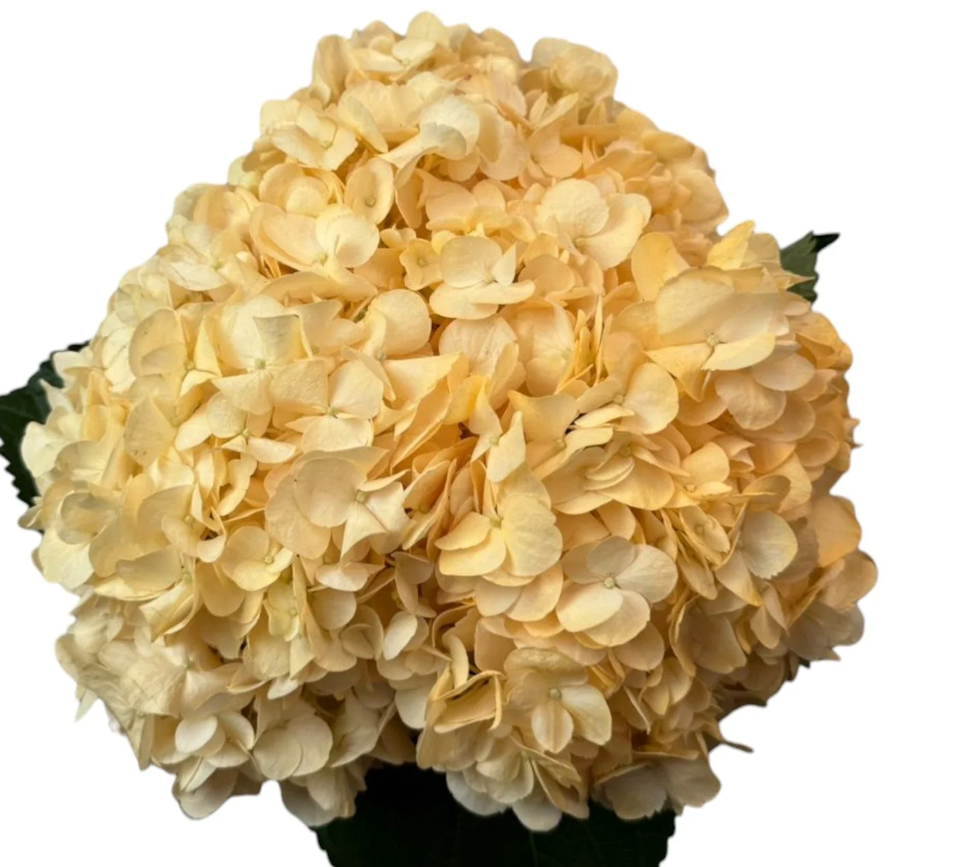 Hydrangea tinted premium pastel orange