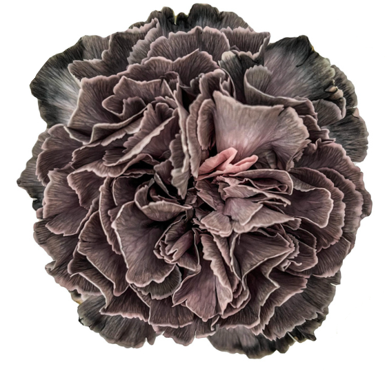 Carnation tinted cct 031