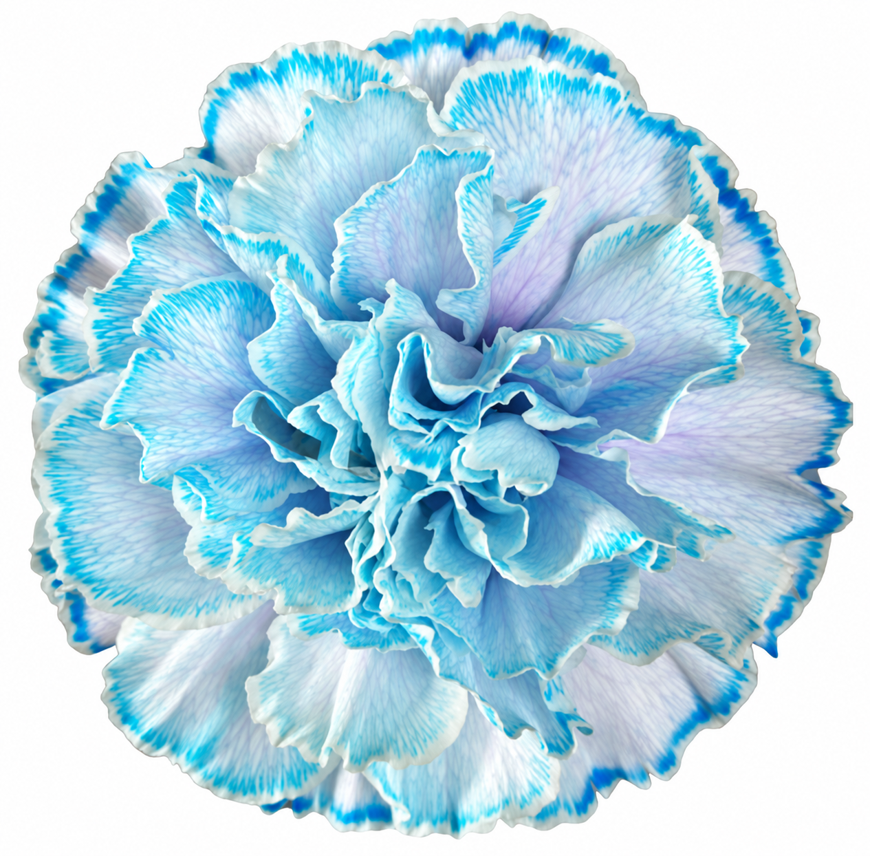 Carnation tinted cct-002