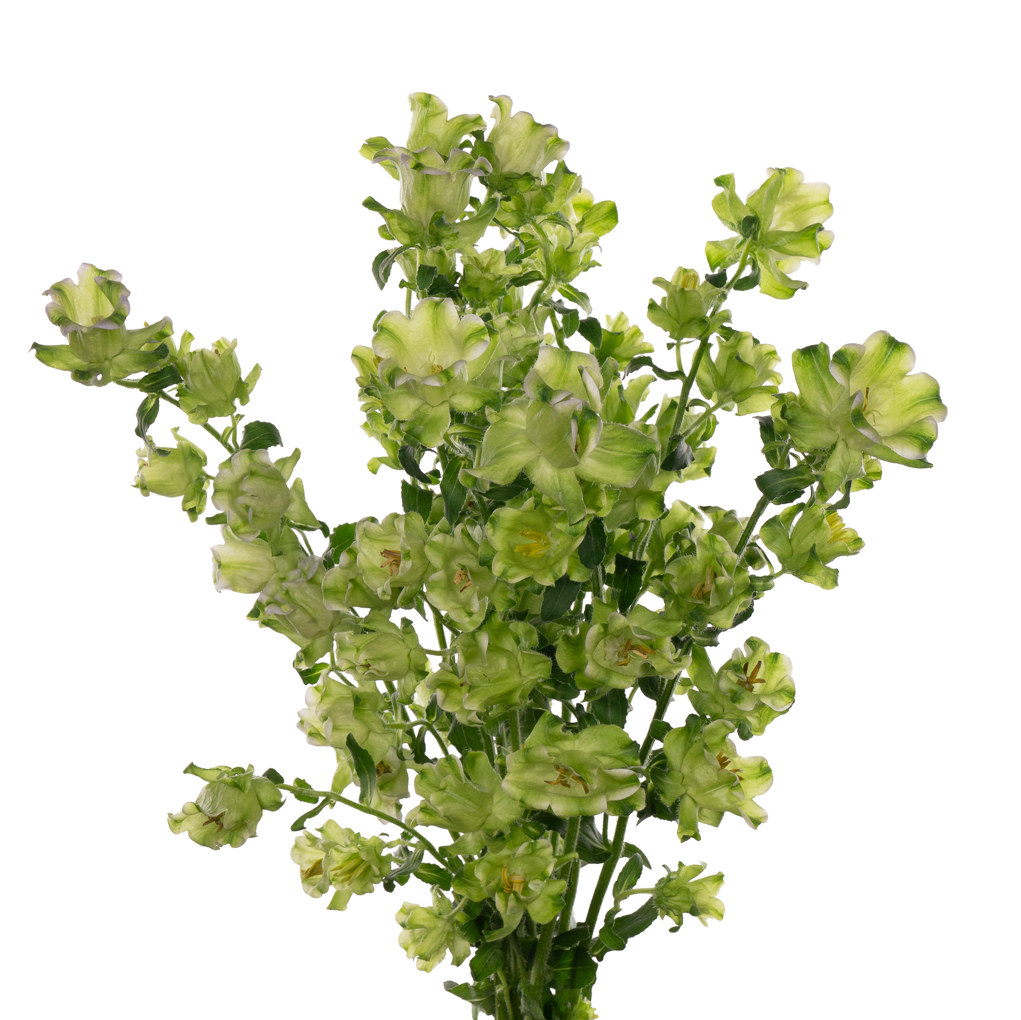Campanula medium evergreen single white