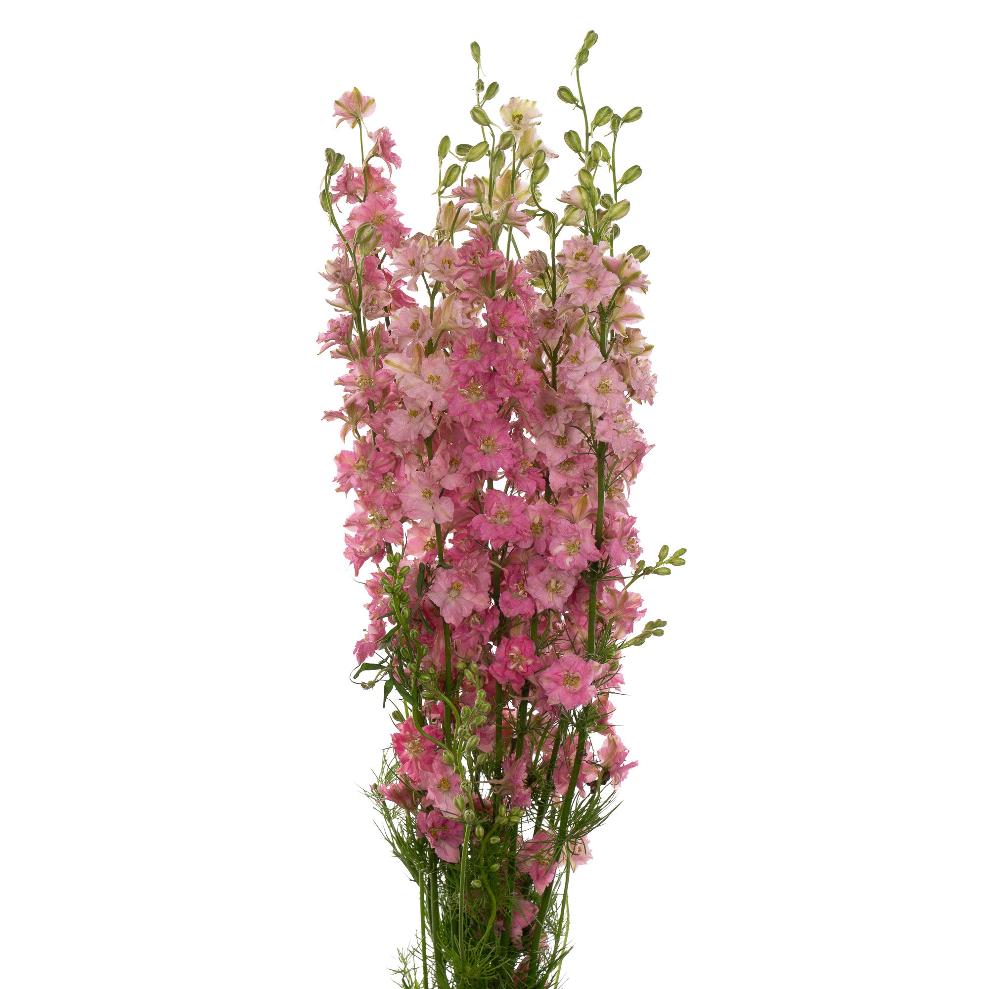 Delphinium consolida sydney rose