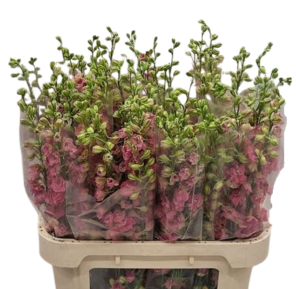 Delphinium consolida sydney rose