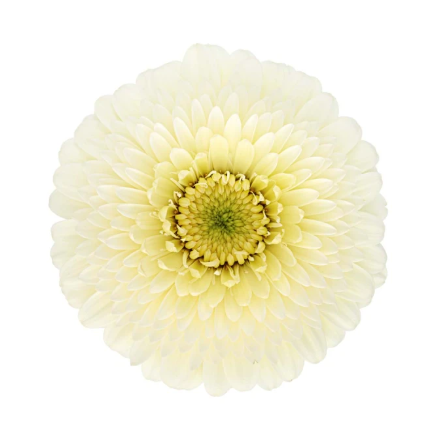 Гербера помпони анджело