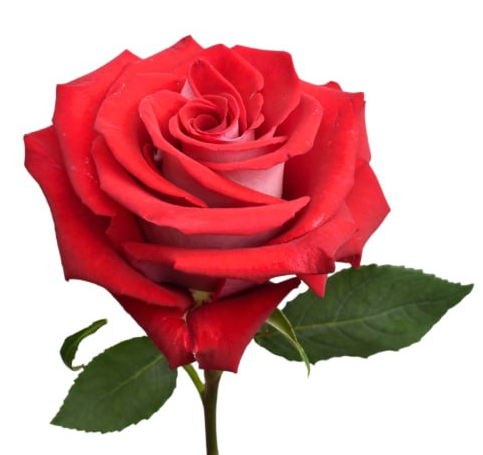 Rose red candy cane