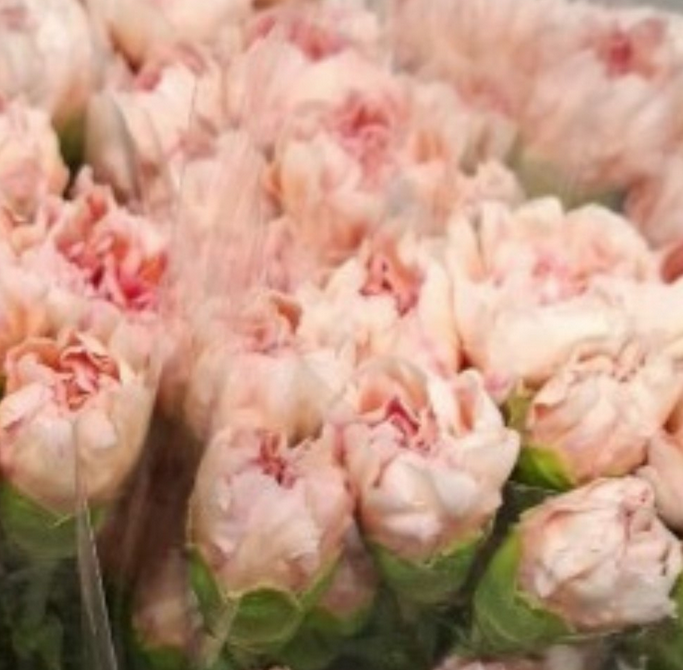 Carnation happy sakura