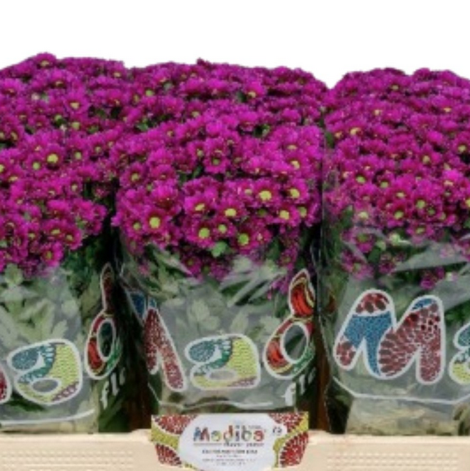 Chrysanthemum santini madiba aswad purple