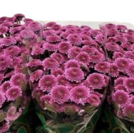 Chrysanthemum santini yummy
