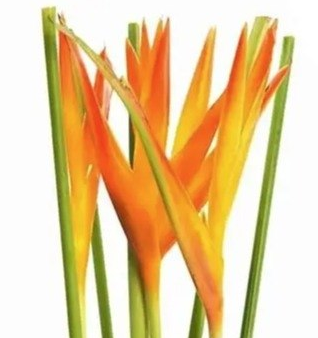 Heliconia tropic exotic