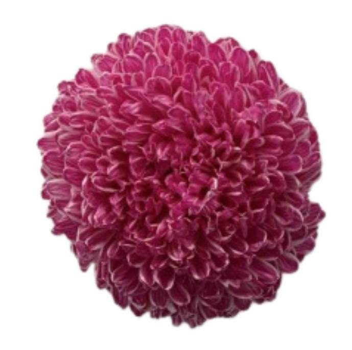Chrysanthemum tinted peach