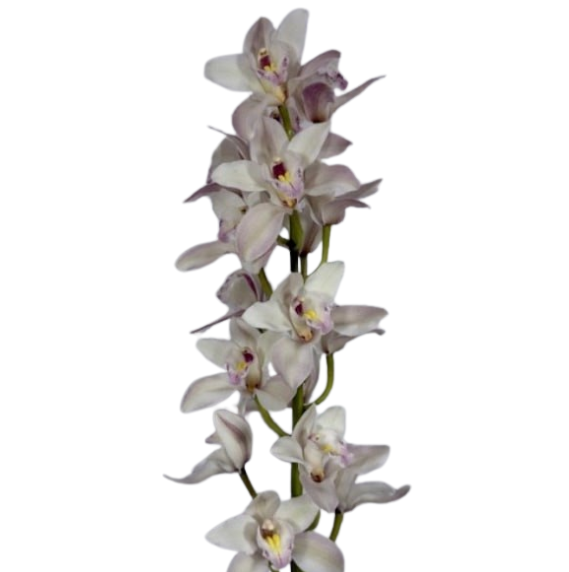 Cymbidium takarazuka