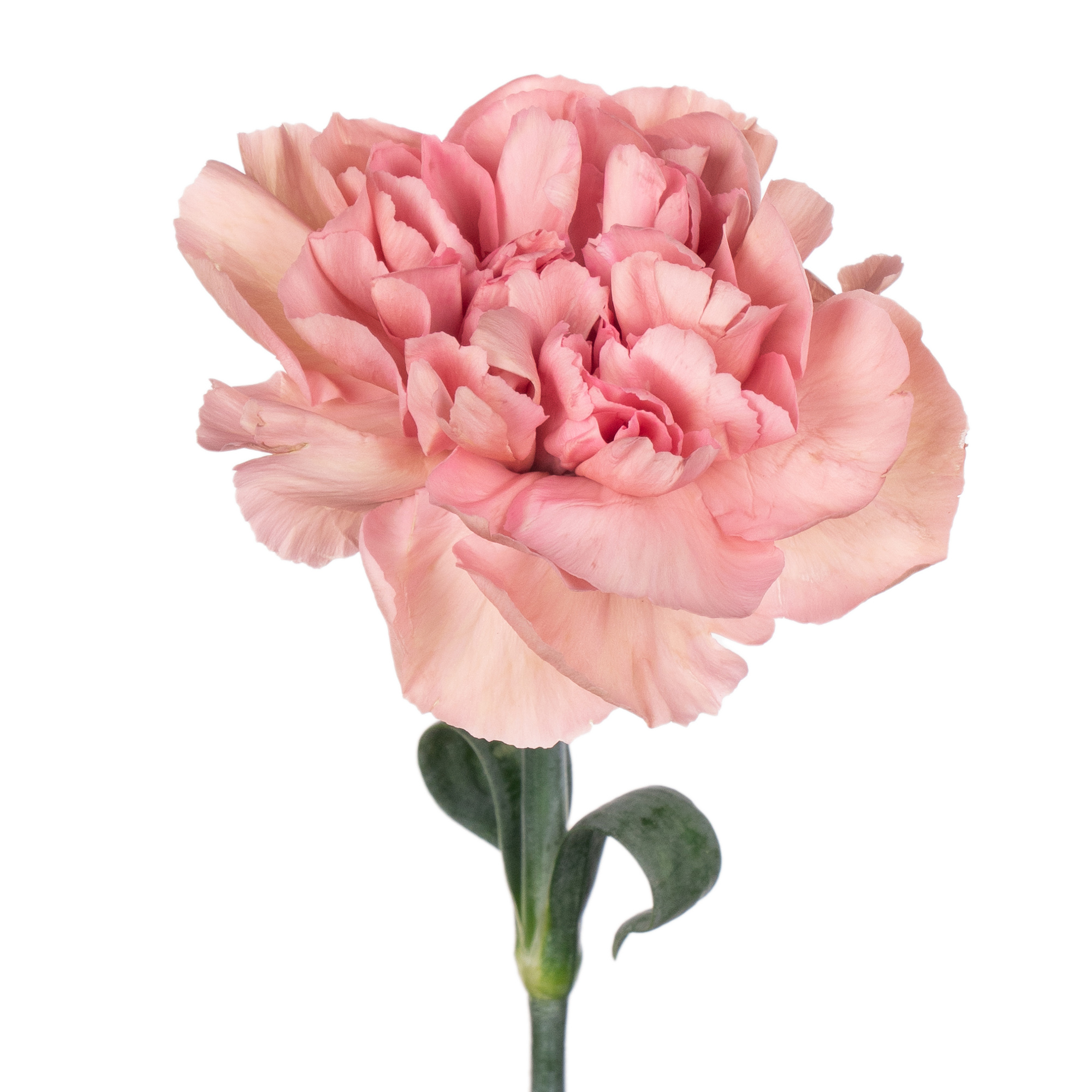 Carnation happy cherry