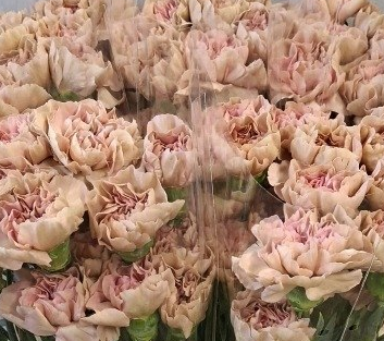 Carnation happy cherry