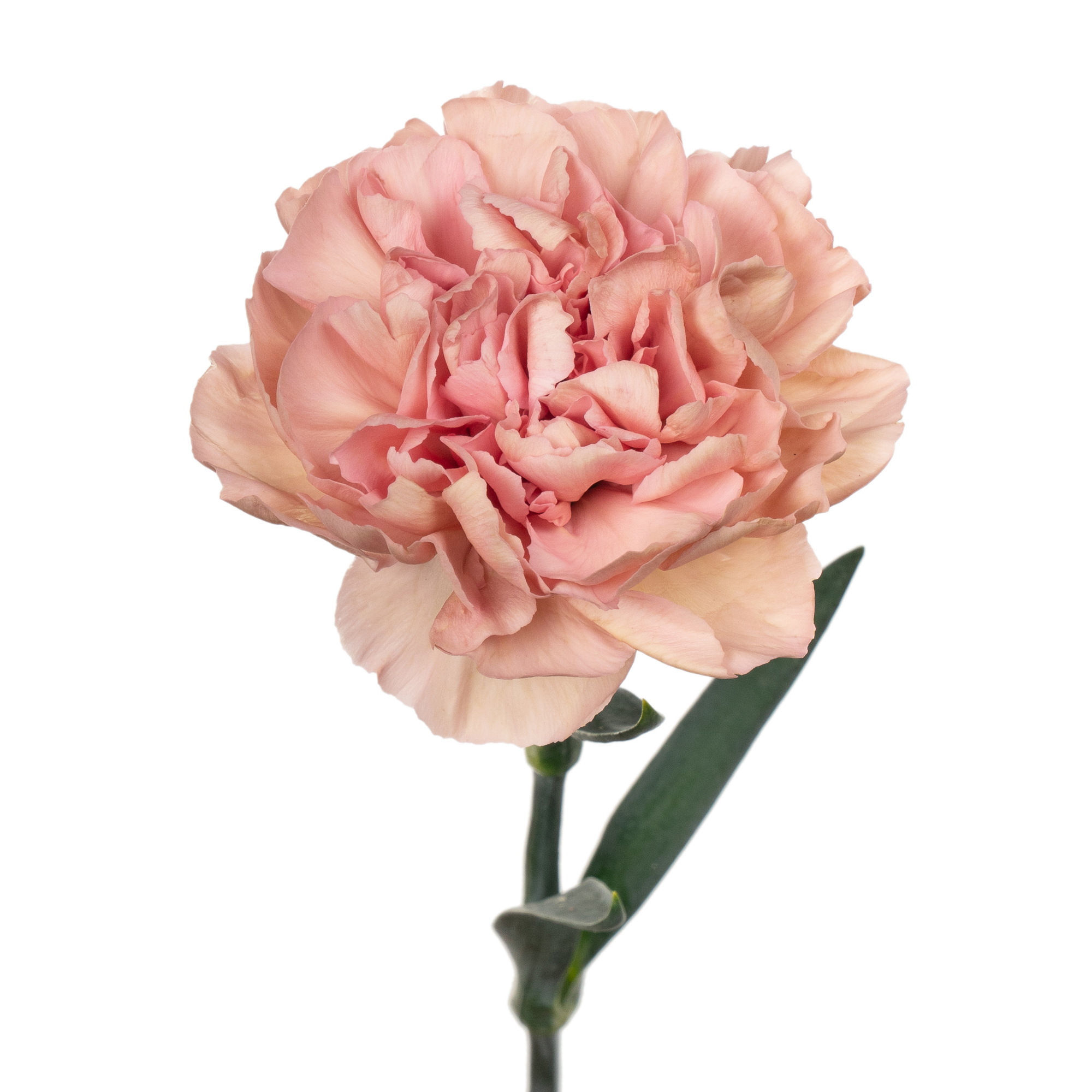 Carnation bridal damascus