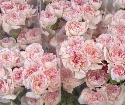 Carnation pastel damascus